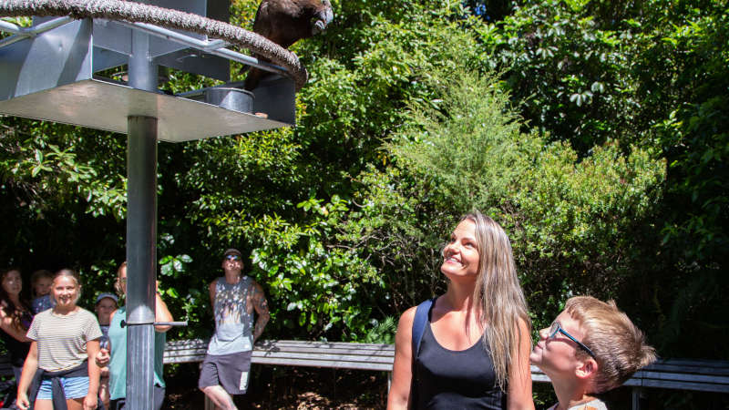 Join the team at Pūkaha National Wildlife Centre for four daily talks and feeding sessions with New Zealand’s best native inhabitants.